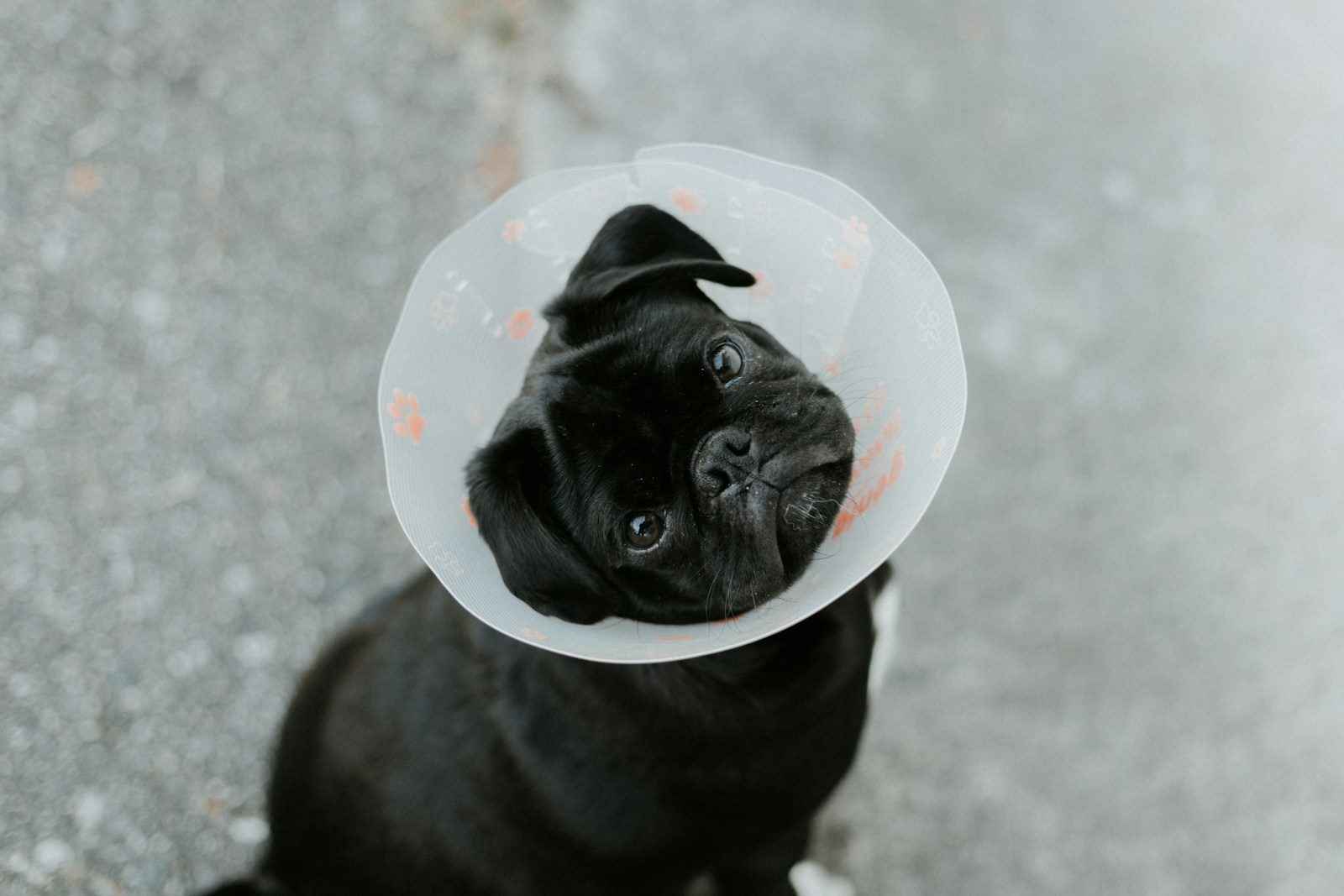 A black puppy wearing a protective recovery cone looks up at the camera after a veterinary procedure, representing SBA loans for veterinarians, practice loans for veterinarians, building a veterinary clinic cost, vet clinic construction companies, and dog vet loans that help support modern veterinary practices.