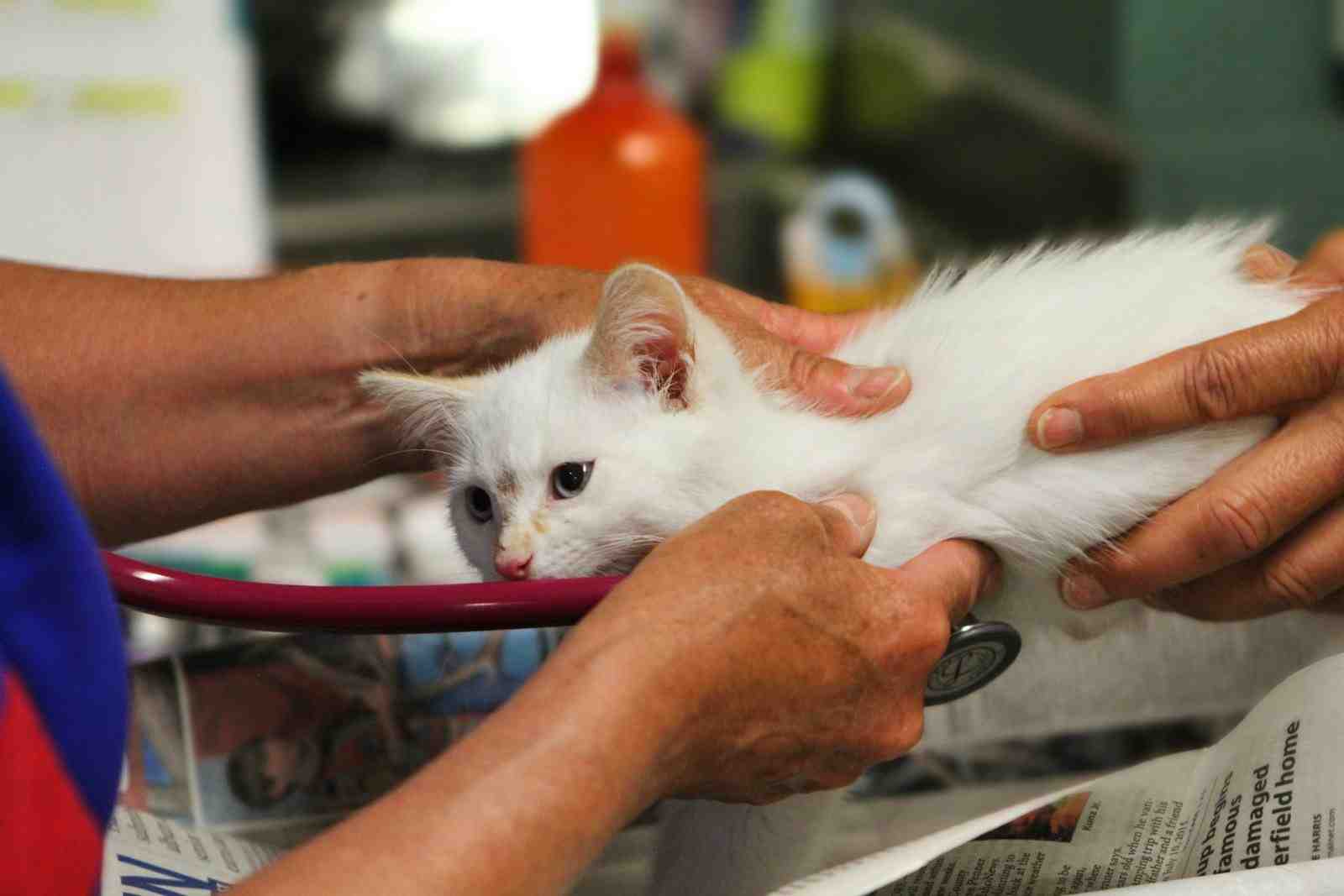 A veterinarian examines a white kitten with a stethoscope during a wellness check, representing Veterinary practice loan, SBA loans for veterinarians, small business loans for veterinarians, veterinarian SBA loan, and the veterinary loan application process for growing veterinary practices.