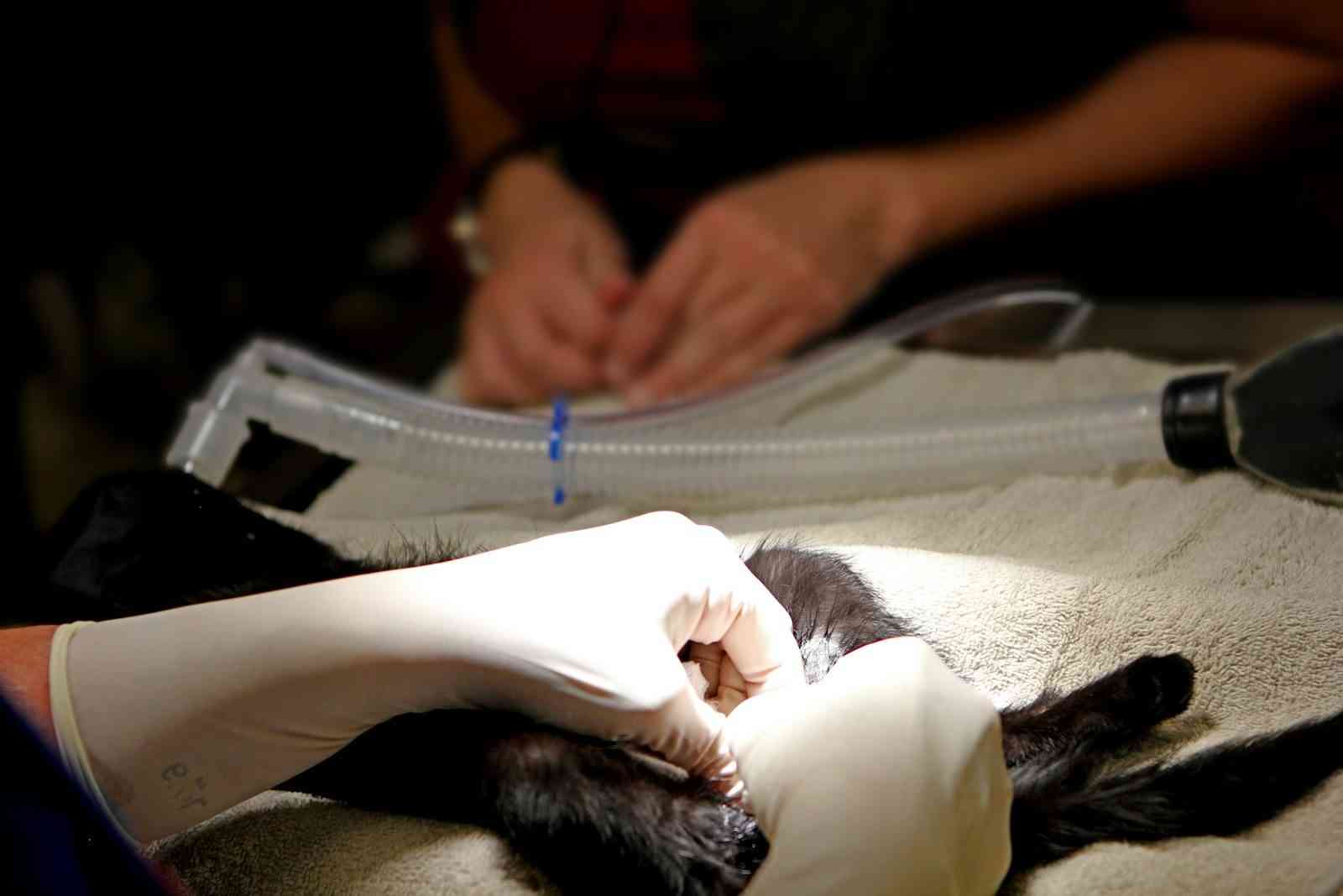A veterinary surgeon performs a surgical procedure on a cat in a sterile operating room, illustrating Veterinary business loans, investment loans for veterinarians, veterinarians' NIH loan repayment, cat vet loan, and dog vet loan that help support advanced veterinary care and modern animal hospitals.