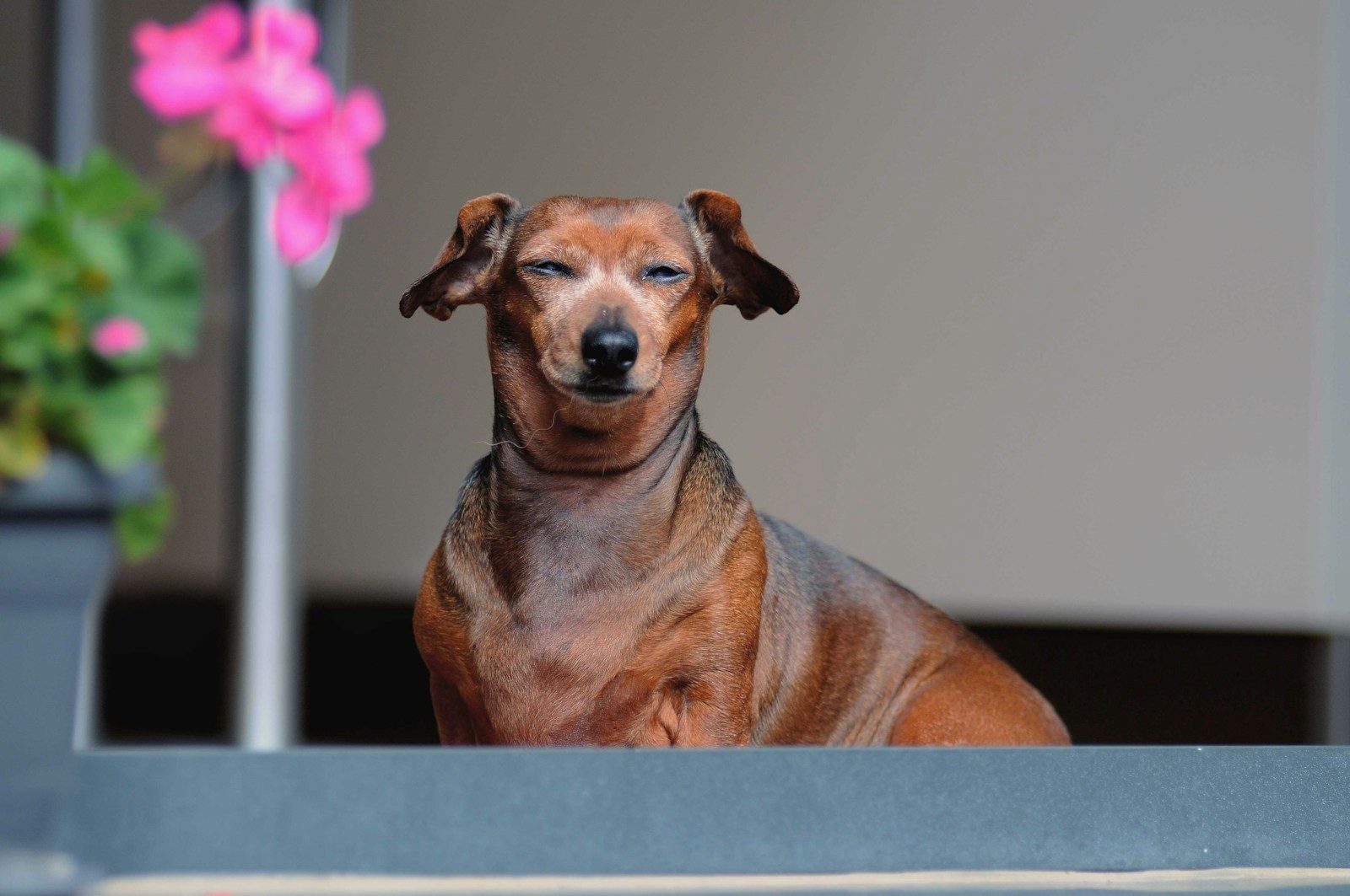 Small brown dog sitting calmly on a porch with flowers in the background, representing SBA loan veterinarians, veterinarians loans, mobile vet loan, mobile vet loans, and business loan veterinarian solutions that help veterinary practices expand services, purchase equipment, and improve patient care.