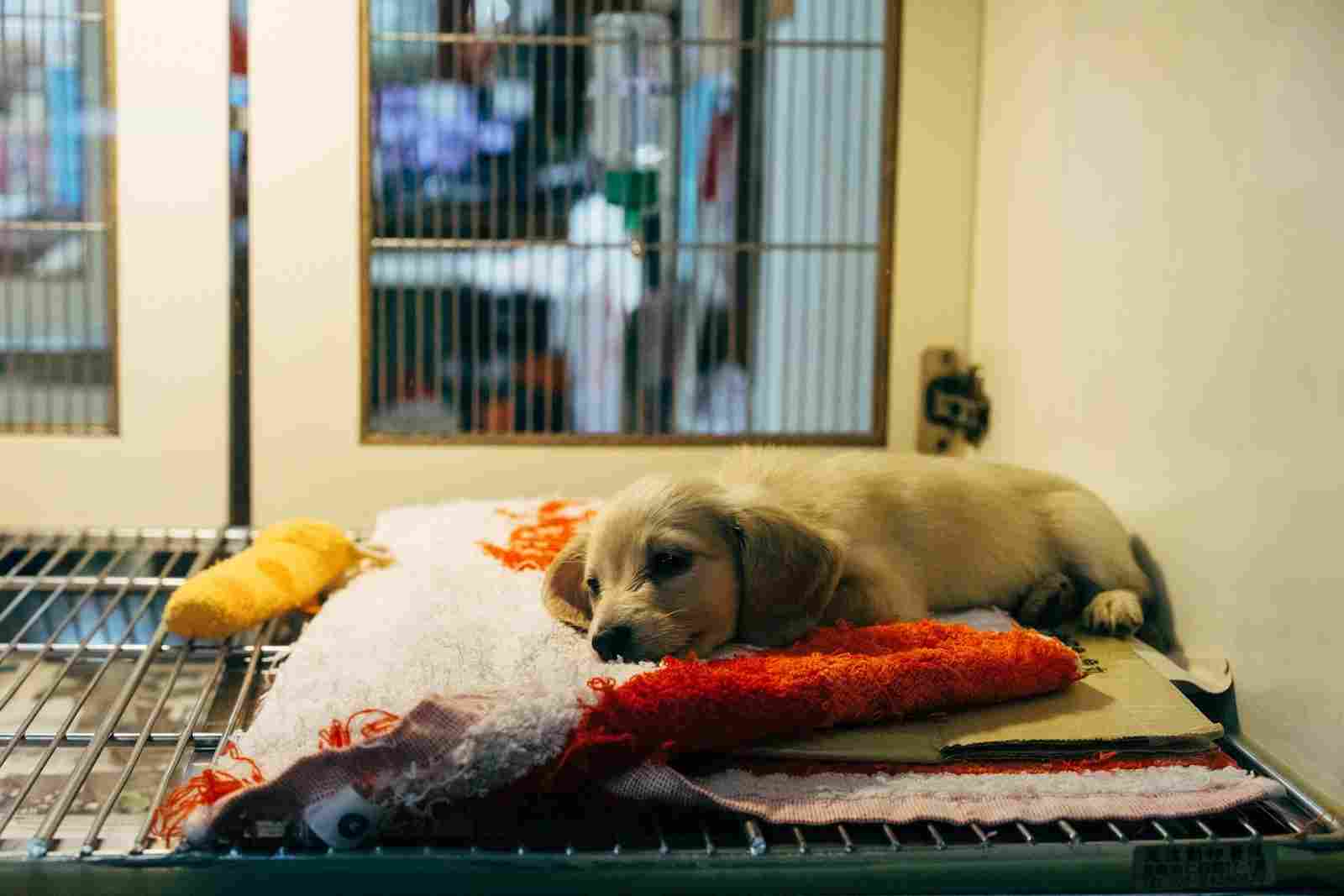 A young puppy rests comfortably inside a veterinary recovery kennel on soft blankets, illustrating Veterinarian loans, loans for veterinarians, veterinarian mortgage loans, vet clinic loans, and veterinarian practice loans that help finance modern animal hospitals and quality patient care.