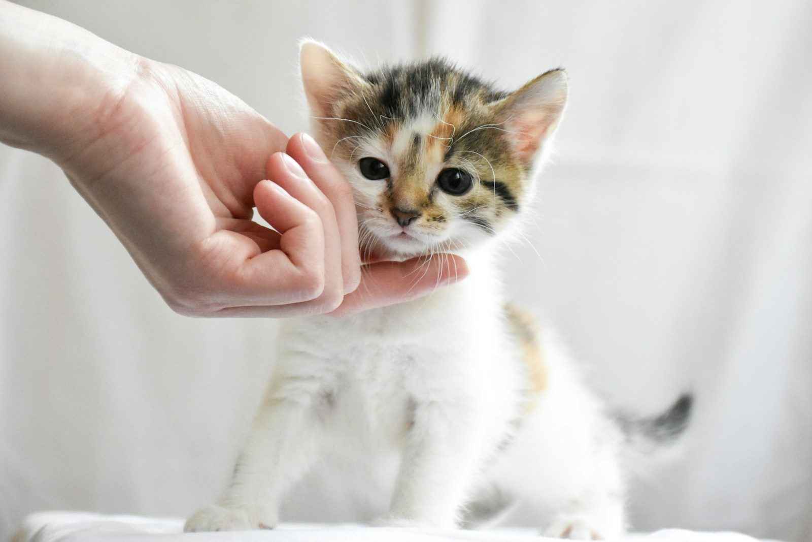 Small calico kitten being gently examined by a caregiver, representing a Veterinary loan program, loans for veterinary practices, animal vet loan, pet vet loan, and cat vet loans that help veterinary clinics finance equipment, facility upgrades, and compassionate feline care.