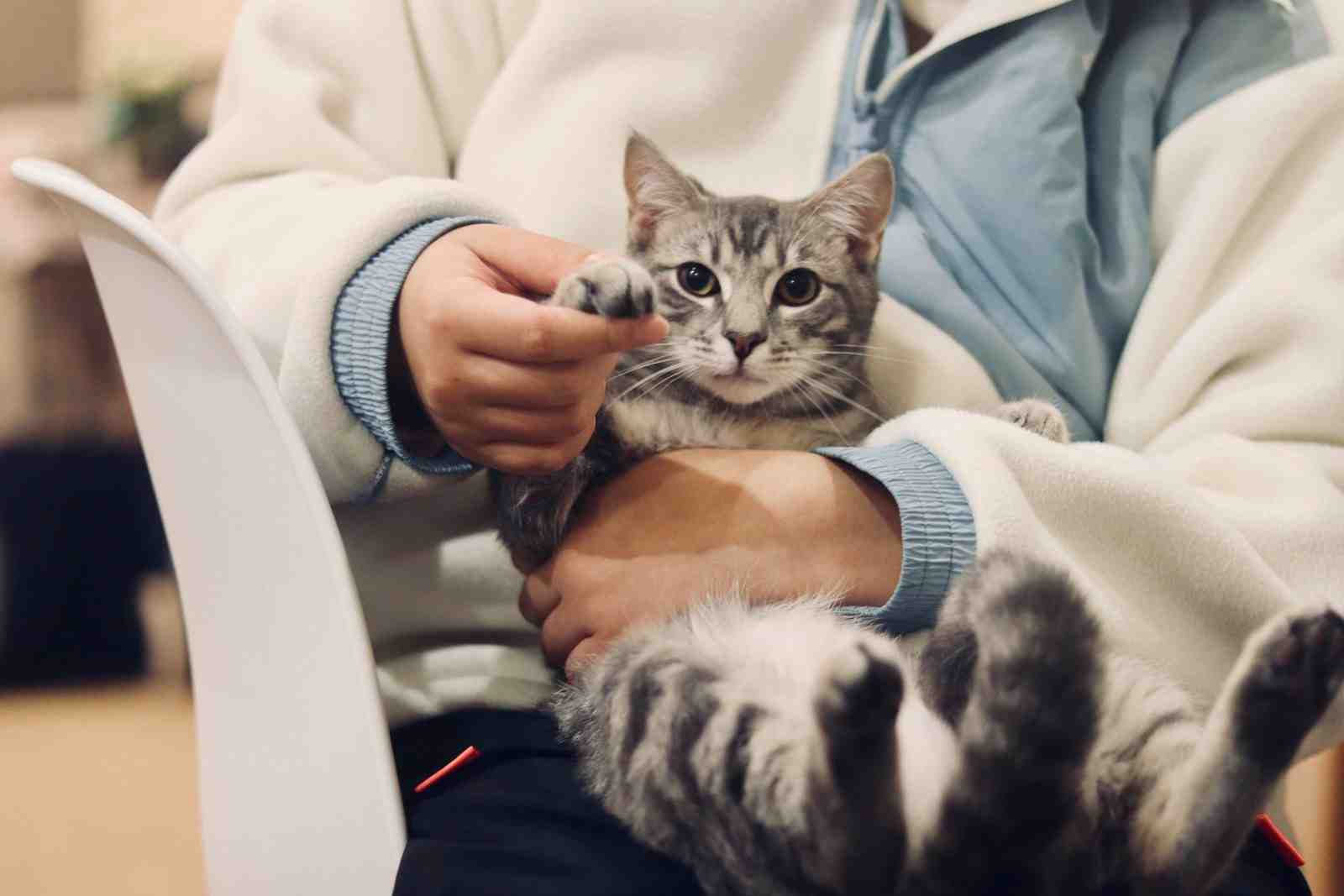 A veterinarian gently examines a gray tabby cat while holding its paw during a wellness visit, representing Veterinary Practice Financing, personal loans for veterinarians, physician loans for veterinarians, veterinarian loans, and upgrading vet surgery suites to support modern veterinary practices.